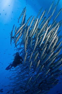 Diveguide Digger Schooling with Barracuda by Tony Cherbas 